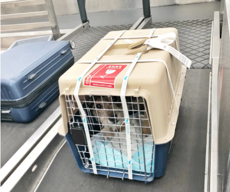 赤峰宠物托运 宠物托运公司 机场宠物托运 宠物空运